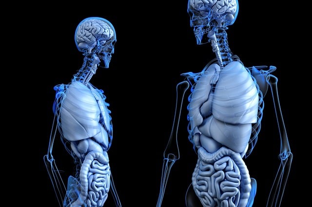 lidská anatomie